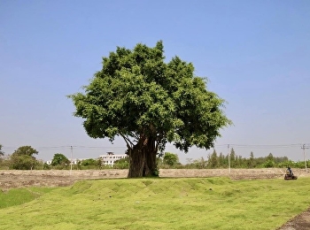 ผอ.กองกลาง ลุยเอง
จัดพื้นที่เพิ่มแลนด์มาร์คภายในมหาวิทยาลัยราชภัฏสวนสุนันทา
วิทยาเขตนครปฐม