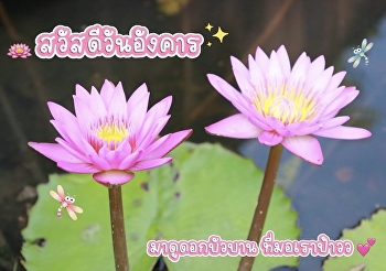 The lotus — a flower of faith and deep
cultural meaning — holds a special place
in Thai tradition. Beyond being a sacred
offering, it carries a beautiful
symbolic message that many people may
not know.