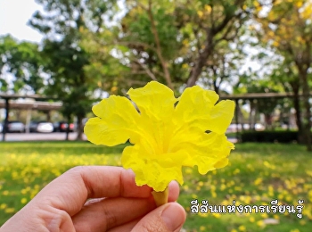 เหลืองปรีดียาธรบานสะพรั่ง
แต้มสีสันรับหน้าร้อนในรั้วมหาวิทยาลัย